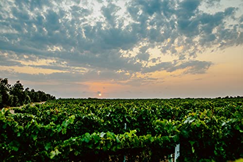 Tormaresca Nèprica Primitivo Puglia IGT
