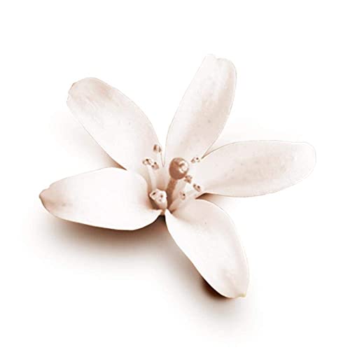 Dove Nourishing Secrets Coconut & Jasmine Alcohol