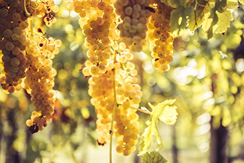 Carlo Alberto Vermouth Bianco Superiore