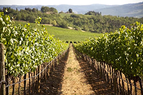 Castello della Sala Conte Della Vipera Umbria IGT, 750ml