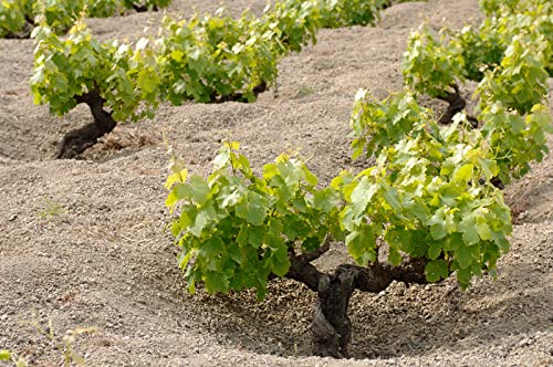 Donnafugata Kabir Moscato di Pantelleria Doc - 357 ml
