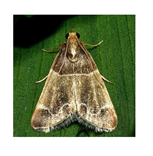 Orphea, Antitarme Alimentare, Elimina le Farfalline del Cibo e ne Previene lo Sviluppo, Senza Insetticida, Inodore Azione Naturale, 3 Trappole Adesive