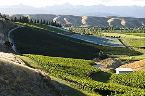 Cloudy Bay - Pinot Nero 0,75 lt.