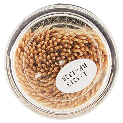 Samurai Stuzzicadenti in Bambu' in Dispenser, 280 Pezzi