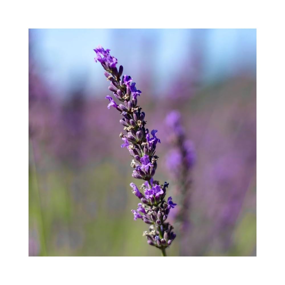 Lavander Deodorante Ambiente 300 ml Spray