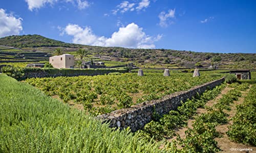 Donnafugata Kabir Moscato di Pantelleria Doc - 357 ml