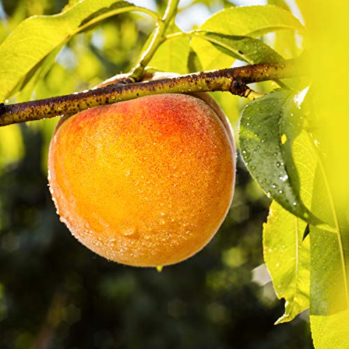 glade AREA_DEODORIZER