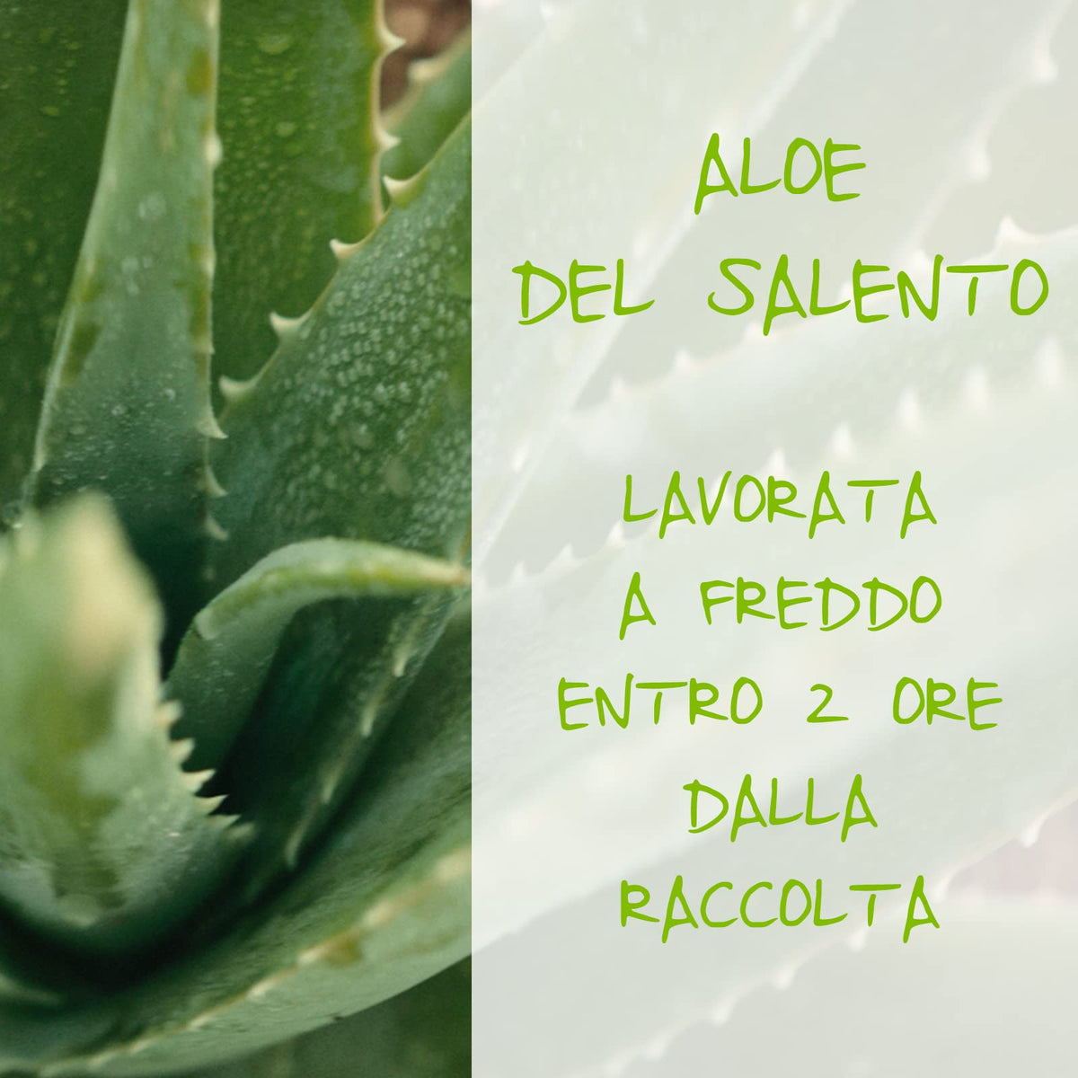 Omia, Fisio Shampoo Eco Bio con Aloe Vera del Salento, Per Capelli Normali, Idratante ed Equilibrante, Adatto ad un Uso Frequente, Senza Siliconi, Dermatologicamente Testato - Flacone da 200 ml