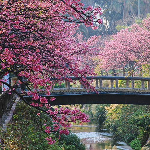 Glade by Brise Candela profumata, profumo Relaxing Zen, 120 g, 1 pezzo