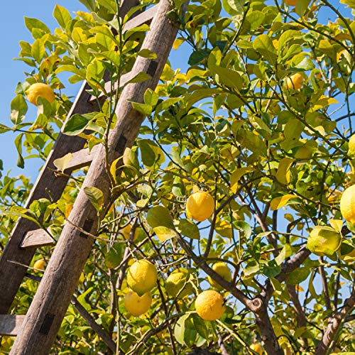 glade AREA_DEODORIZER