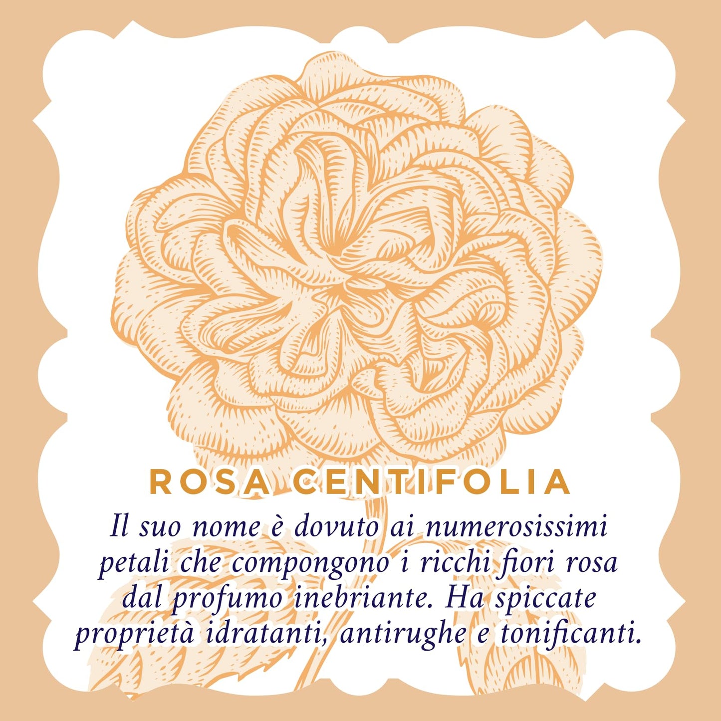 Acqua alle Rose, Tonico Viso con Acqua Distillata Alle Rose - Formula Rinfrescante con Proprietà Idratanti e Tonificanti, Rende la Pelle Giovane ed Elastica - 1 Confezione da 100 ml