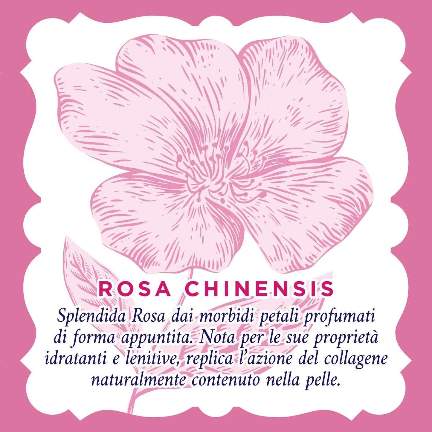 Acqua alle Rose, Contorno Occhi Antirughe Lenitivo, Crema Occhi Antirughe, Antiborse e Antiocchiaie - Con Collagene Vegetale di Rosa Chinensis, Ideale per Pelli Sensibili o Secche - 15 ml