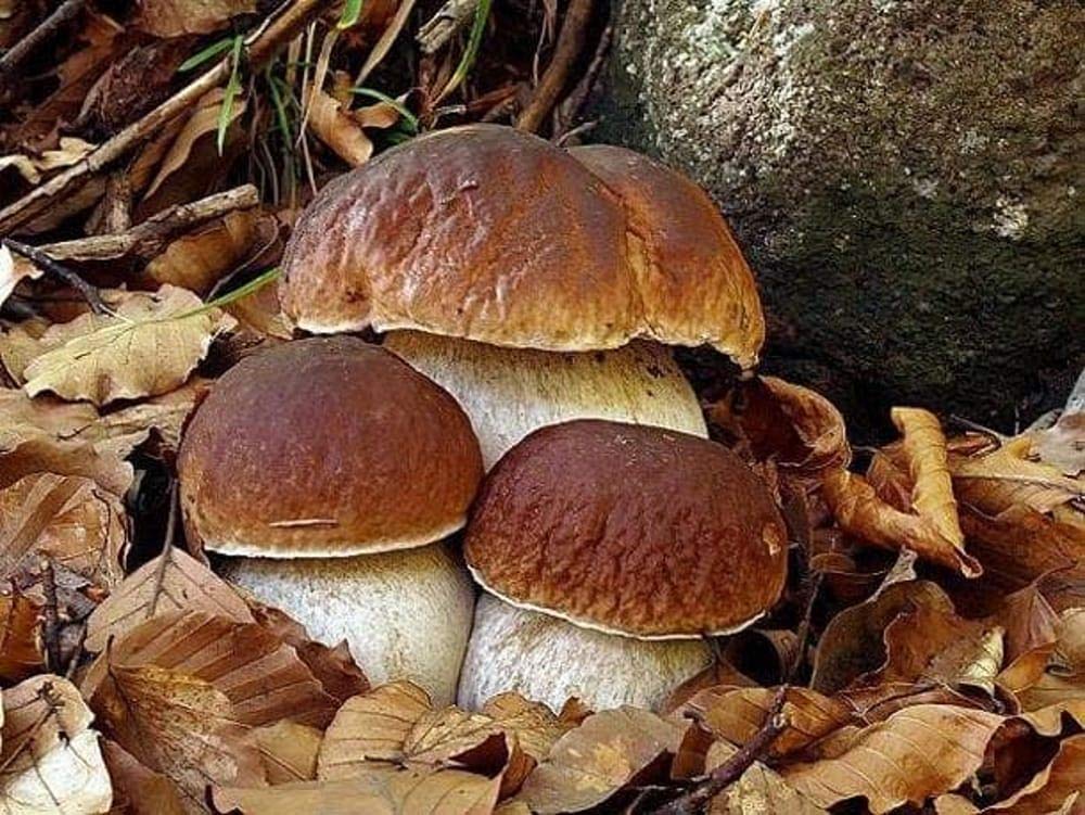 fantasia napoletana - ottimi funghi Porcini secchi 3 X 20 g (TOT 60 GR)
