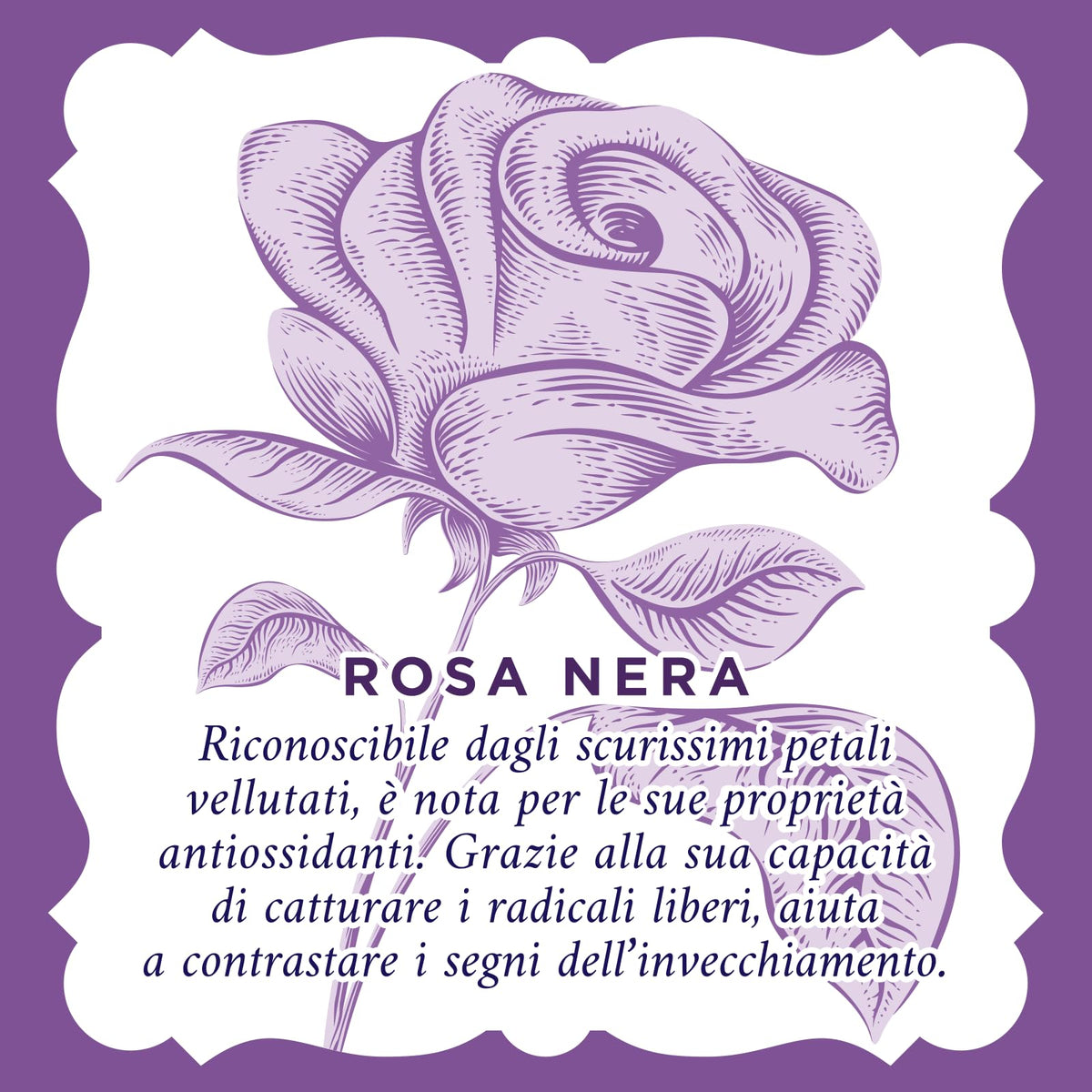 Acqua alle Rose, Siero Viso Rimpolpante Concentrato Attivo di Acido Ialuronico Vegetale con Attivi Antietà di Rosa Nera, Azione Antirughe per Pelli Mature, Riempie e Riduce le Rughe del Viso, 30 ml
