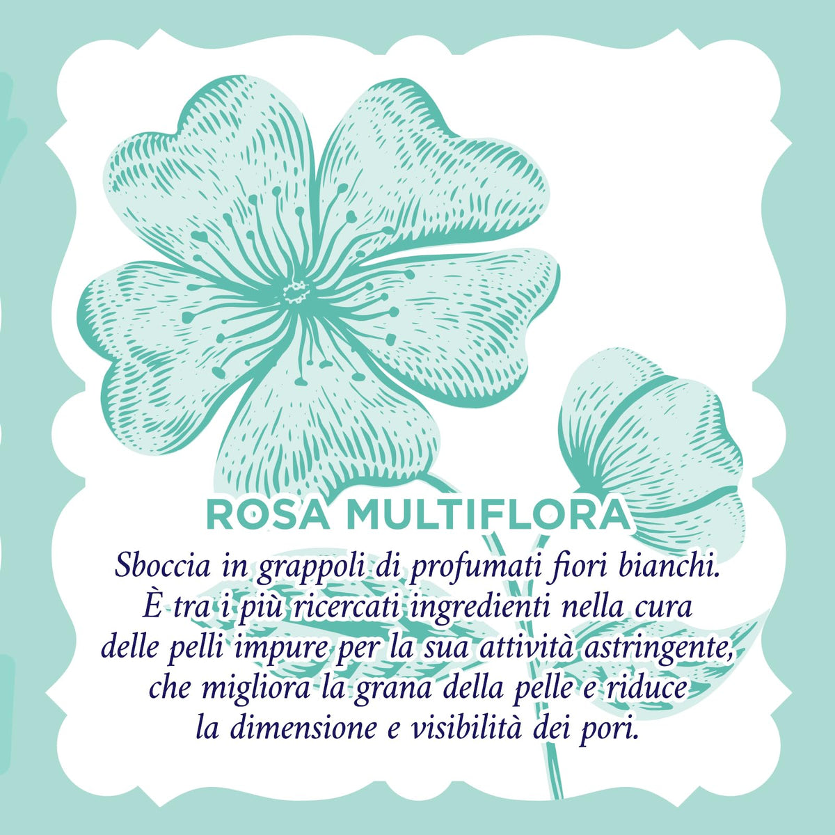Acqua alle Rose, Crema Viso Idratante Purificante, con Attivi Astringenti di Rosa Multiflora e Niacinamide, Ideale per le Pelli Miste o Grasse, Aiuta a contrastare Oleosità e Impurità