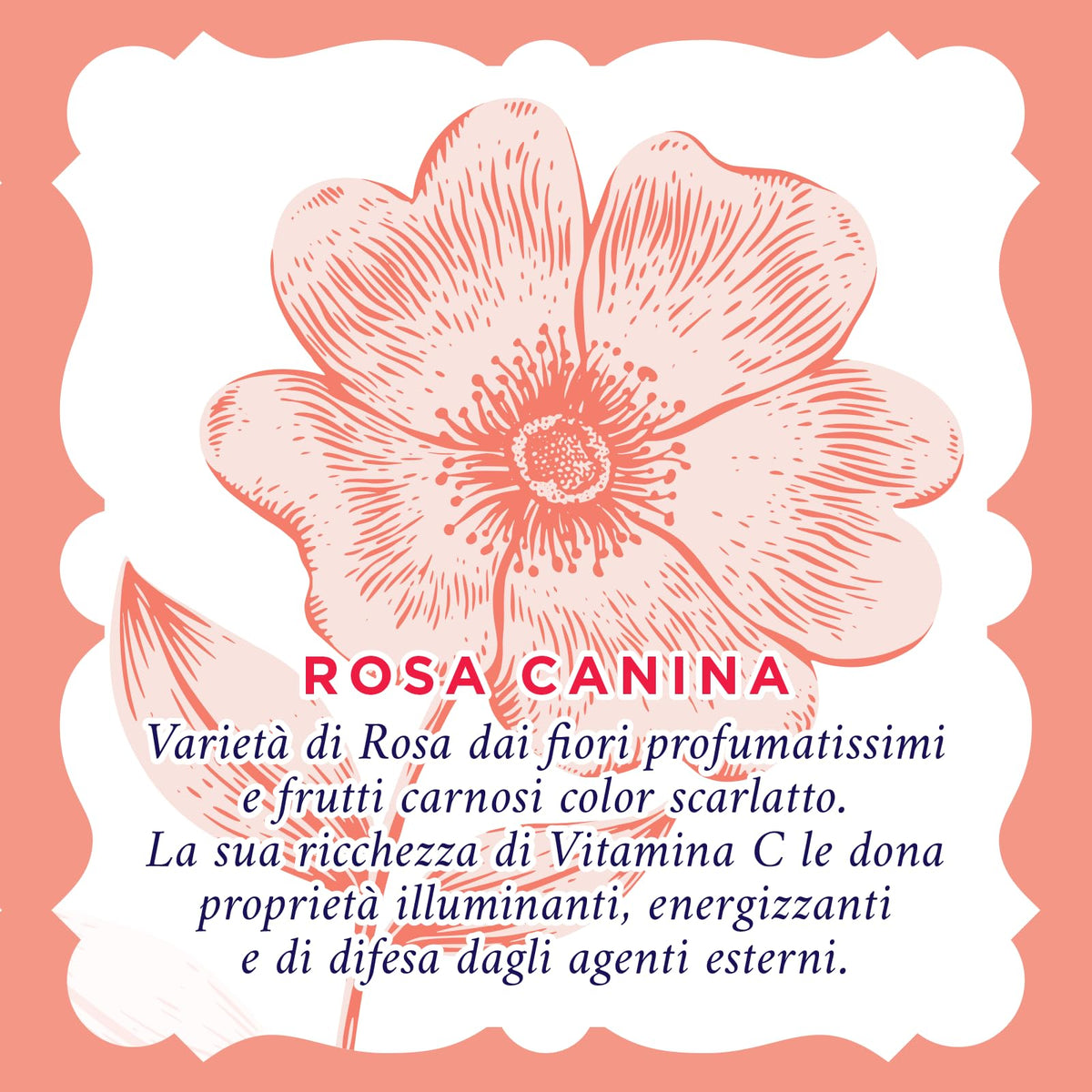 Acqua alle Rose, Siero Viso Concentrato Attivo di Vitamina C di Rosa Canina, Antirughe, Antiossidante e Illuminante, Elevata Concentrazione di Vitamina C (1,5%) Per Pelli Spente e Opache - 30 ml