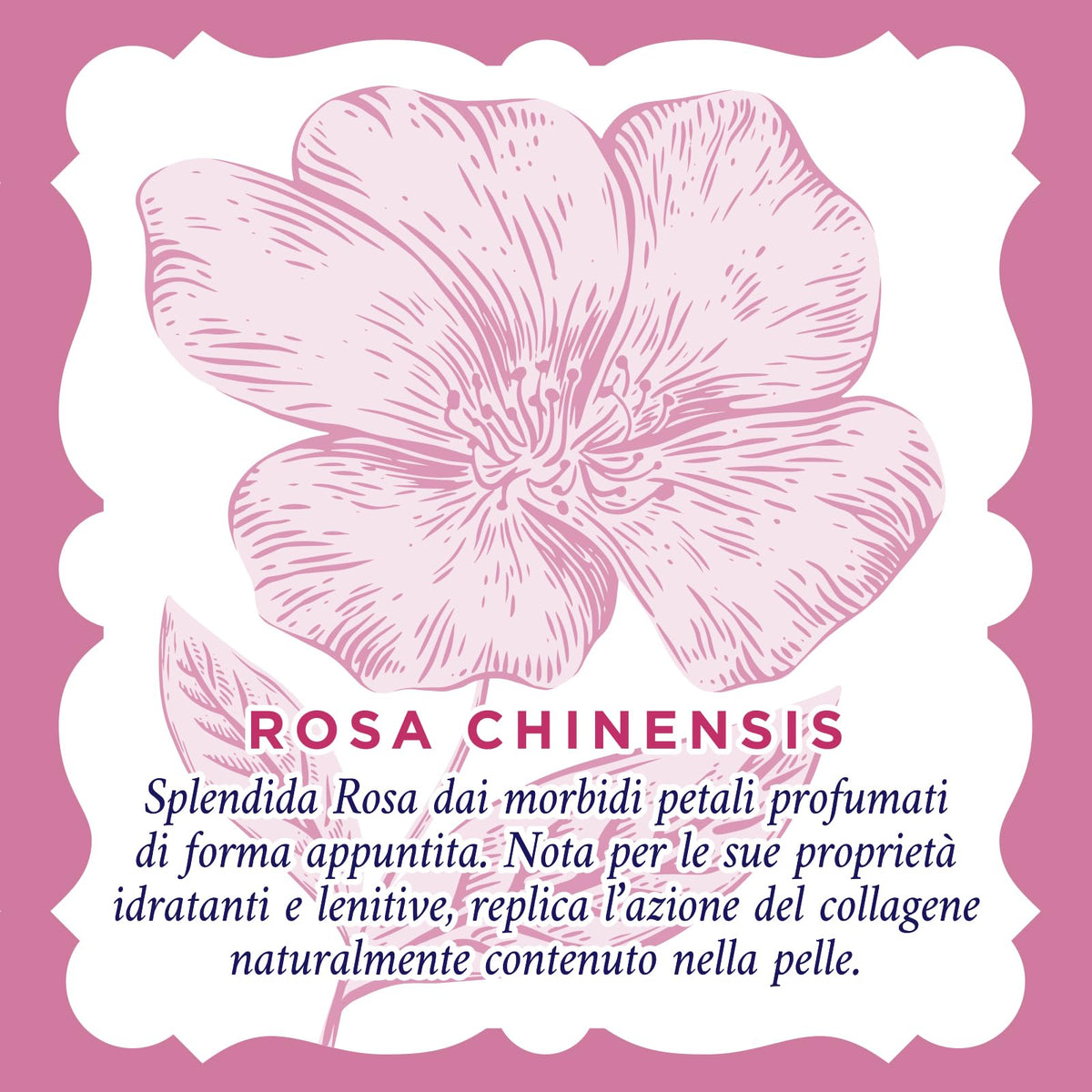 Acqua alle Rose Siero in Crema Lenitivo, Con Collagene Vegetale di Rosa Chinensis è ideale per idratare delicatamente le Pelli Sensibili. Aiuta a proteggere dallo stress ossidativo - 30 ml