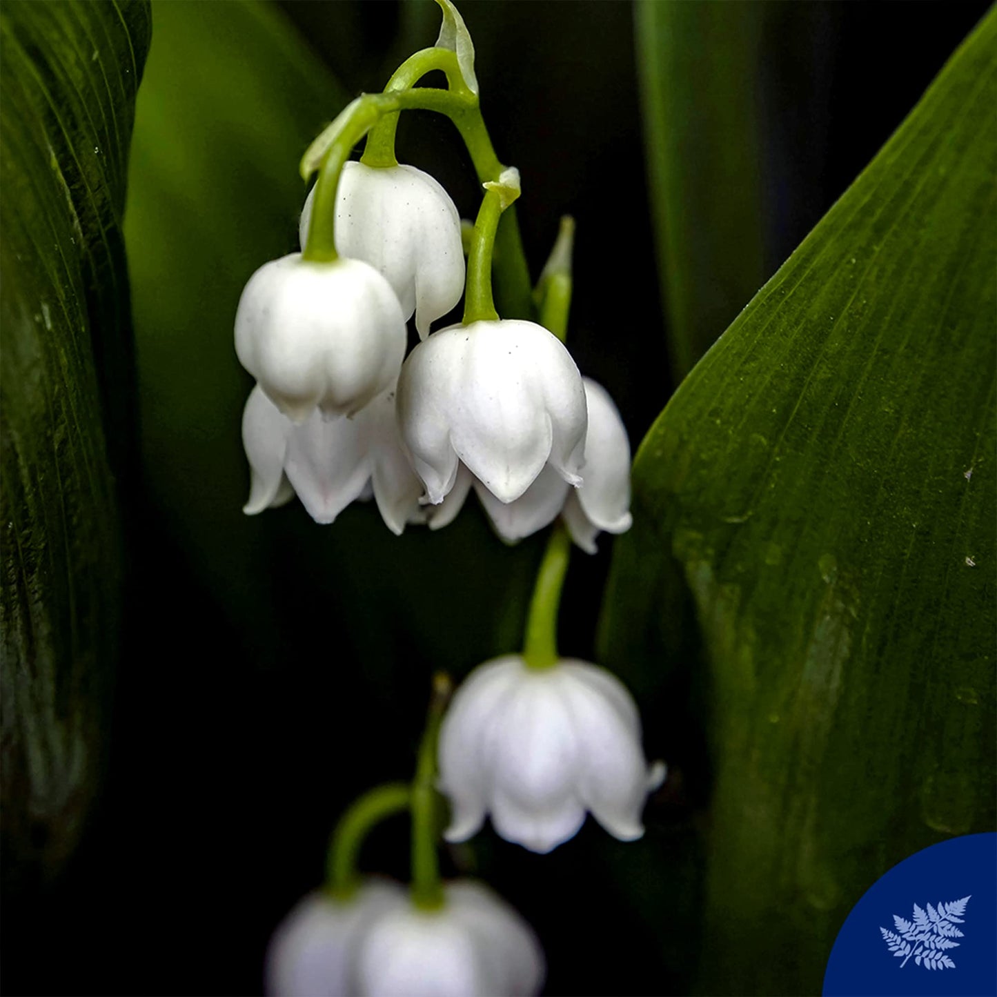 Felce Azzurra White Musk - Gel doccia delicato essenza - fragranza fresca e pulita con energico e agrumi - morbidezza della rosa si mescola con garofano per ottenere un effetto liscio - 240 ml