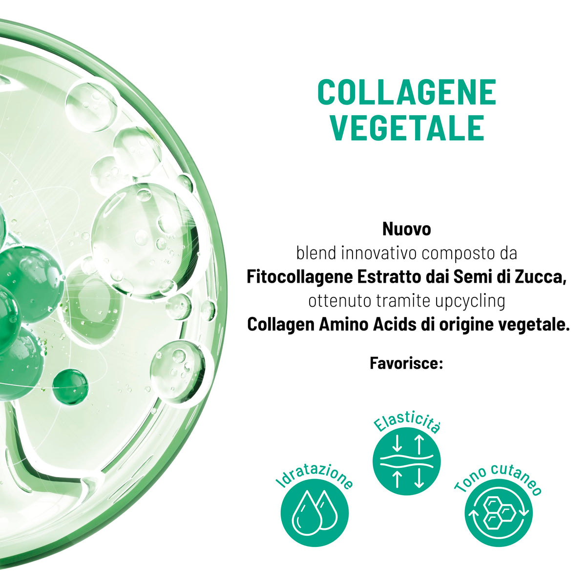 Equilibra, Collagene Vegetale Crema Viso Anti-rughe Rimpolpante, 50 ml , con Fitocollagene da Semi di Zucca e Collagen Amino Acids, Vitamina C, Pro-vitamina B5, Dermatologicamente Testato