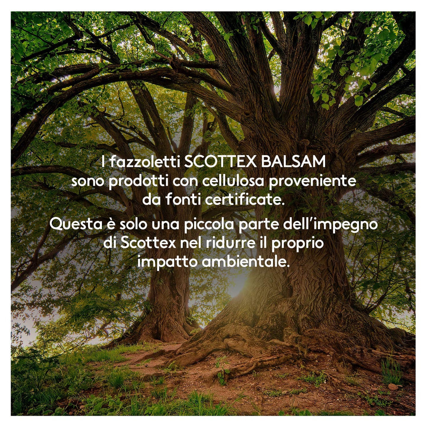 Scottex Balsam Fazzoletti, Con Balsamo protettivo, Dermatologicamente testati, 80 Pz, 10 Confezione da 8 Pacchetti di Fazzoletti di carta